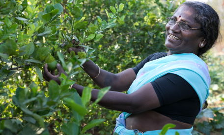 Farm Forestry