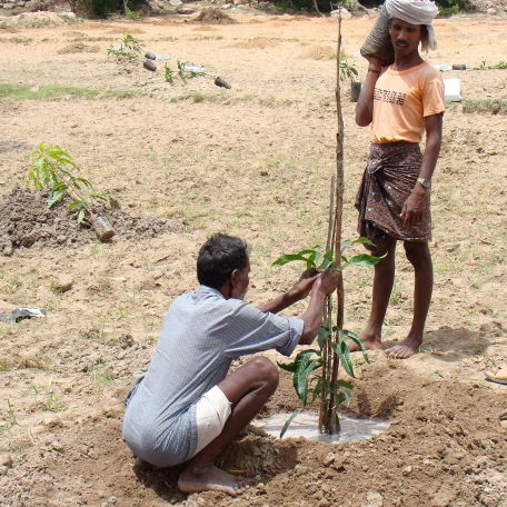 Farm Forestry